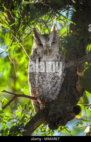 Pazifik - megascops Screech-Owl cooperi, schöne Eule aus Mittelamerika, Wälder, Costa Rica. Stockfoto