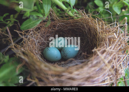 Blaue Eier von Mama Zaunkönig Vogel in friedlichen Nest gelegt. Stockfoto