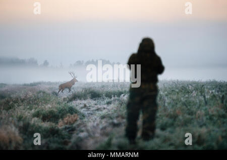 Jäger hält ein Gewehr und mit dem Ziel Rothirsch Jagd im Nebel, Hunter Fotoshooting am Morgen. Stockfoto