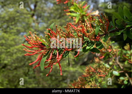 Chilenische Feuer bush blossom Embothrium coccineum - Stockfoto