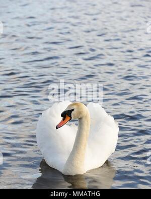 Eine Mute swan anzeigen Kopf an mit Platz für Kopieren. Stockfoto