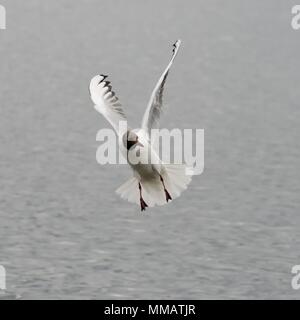 Eine schwarze Leitung gull Stände im Flug, während es versucht, Essen bei Hogganfield Loch, Glasgow, Schottland abzufangen, Großbritannien Stockfoto