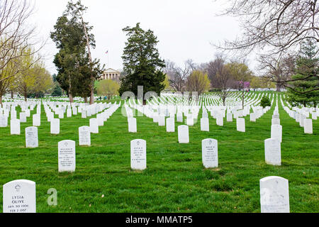 Arlington Friedhof im Frühjahr mit dem schönen Grün und die Kirschblüten Stockfoto