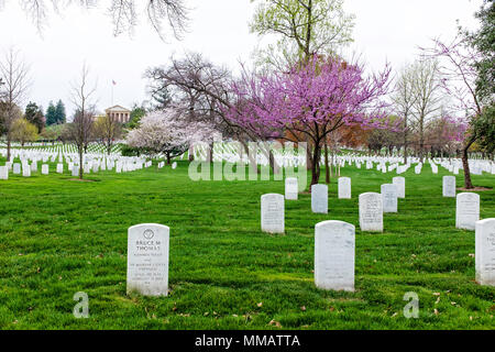 Arlington Friedhof im Frühjahr mit dem schönen Grün und die Kirschblüten Stockfoto