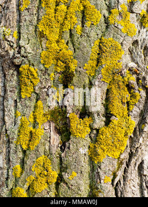 Gelbe Flechten auf der Rinde von Bäumen im Stadtpark Stockfoto