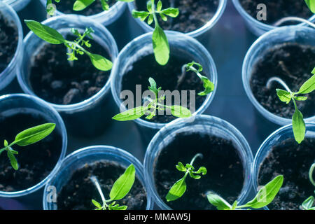 Tomaten-Setzlinge in Plastikbechern Stockfoto