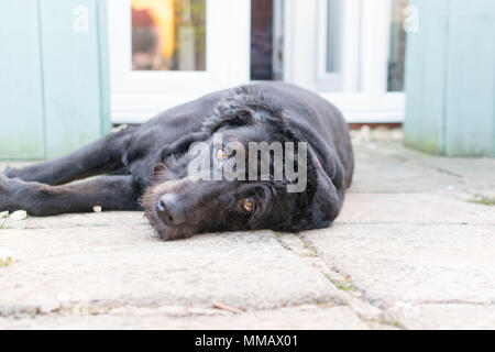 Ältere Hund liegend Stockfoto