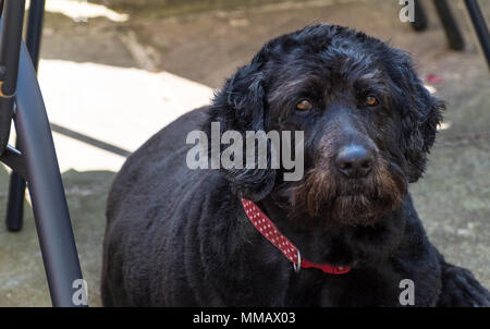 Weisen alten schwarzen Hund Stockfoto
