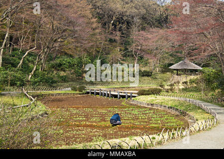 Mann das Einpflanzen von Iris am Meiji Schrein im Innenhof, Tokio, Japan Stockfoto