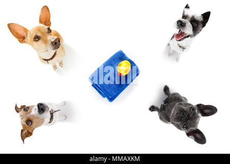 Ferienhäuser Gruppe der Hunde warten und bereit auf Sommerferien mit dem Besitzer zu gehen Stockfoto