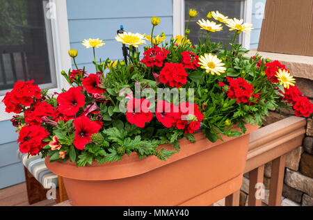 Roten Geranien; Rot Petunie; Kaiserin Flair Rot Eisenkraut; gelb Osteospermum & Cape Daisy's in der Pflanzmaschine Stockfoto