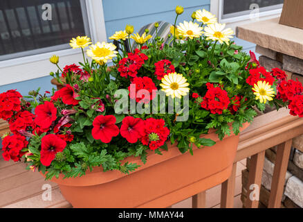 Roten Geranien; Rot Petunie; Kaiserin Flair Rot Eisenkraut; gelb Osteospermum & Cape Daisy's in der Pflanzmaschine Stockfoto