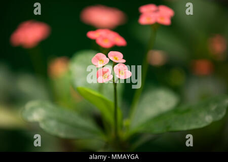 Euphorbia milii, auch als Dornenkrone bekannt, Christus, Christus Thorn, oder Tu y Yo in Lateinamerika, ein Strauch in der wolfsmilch Familie. Stockfoto