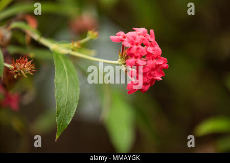 Panama Rosenbusch Penta (Rondeletia leucophylla) mit Rosa röhrenförmigen Blüten wachsen in einem Gewächshaus. Stockfoto