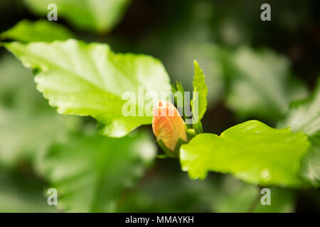 Die Knospe einer chinesischen Hibiskus (Hibiscus rosa sinensis) Stockfoto