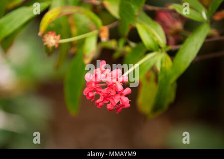 Panama Rosenbusch Penta (Rondeletia leucophylla) mit Rosa röhrenförmigen Blüten wachsen in einem Gewächshaus. Stockfoto