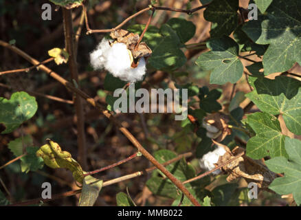 BAUMWOLLPFLANZE Stockfoto