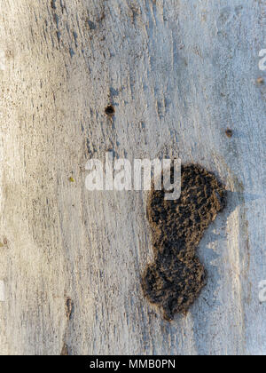 Abstraktion in der Rinde eines Eukalyptus Stockfoto