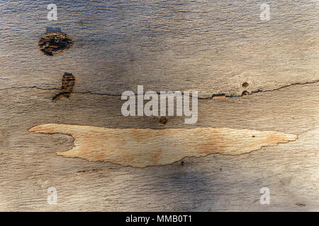 Abstraktion in der Rinde eines Eukalyptus Stockfoto