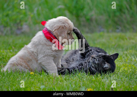Süße Golden Retriever Welpen und tabby Katze spielen zusammen im Gras. Stockfoto