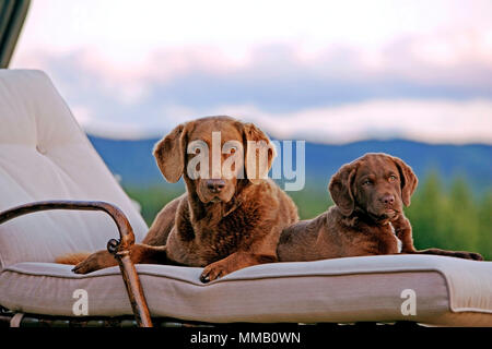 Chesapeake Bay Retriever Hündin und Welpen auf Liegestuhl, Beobachten Stockfoto