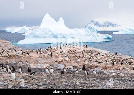 Kolonie der Zucht Gentoo Penguins, Pygoscelis papua, auf Cuverville Insel und driften Eisberge in Errera Channel, westlichen Antarktischen Halbinsel, Antar Stockfoto