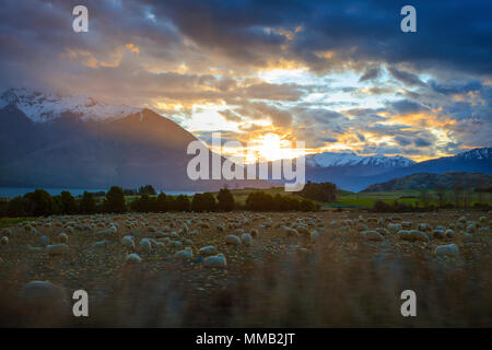 Herde von Schafen und schönen Sonnenuntergang Himmel in Neuseeland ländlichen Bauernhof Stockfoto