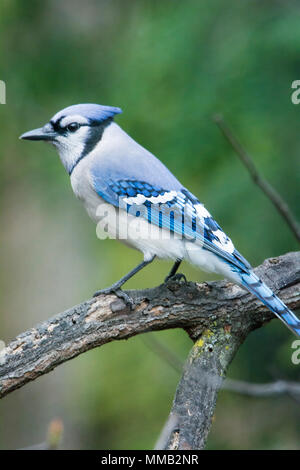 Nahaufnahme Foto eines Blue Jay Vogel auf einem Zweig der Baumstruktur. Stockfoto