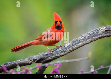Nahaufnahme Foto einer nördlichen Kardinal Vogel thront auf einem blühenden Red Bud tree branch. Stockfoto