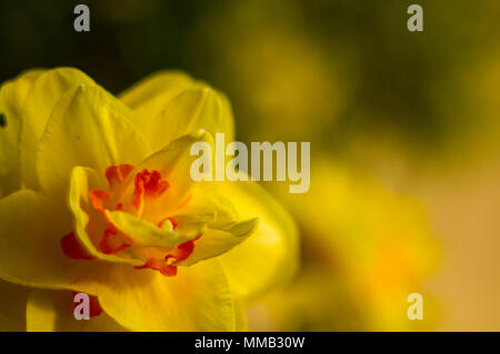 Erstaunlich große helle gelbe Narzissen im Sonnenlicht. - Nah-, Makro-, perfekte Bild für Grußkarte, Frühling Hintergrund. Stockfoto