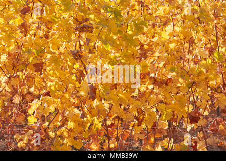 Weinrebe gelbe Blätter Textur Hintergrund in einem sonnigen Herbst Tagzweig, Zweig Stockfoto