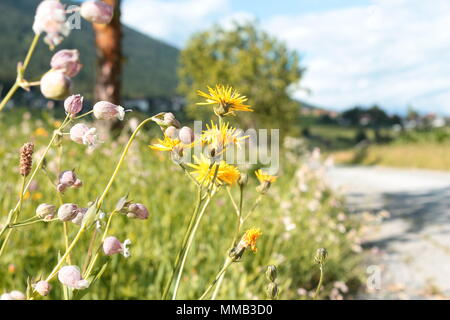 Wildblumen (cat's Ohr, Blase, Campion, Rotklee) auf der Seite von einem Pfad, mit Bergen im Hintergrund. Fulpmes, Österreich. Stockfoto