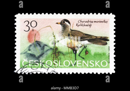 Storniert Briefmarke von der Tschechoslowakei gedruckt, das zeigt, Eurasian Dotterel, circa 1965. Stockfoto