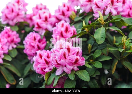 Rosa Rhododendron blühen Blumen im Frühling. Stockfoto