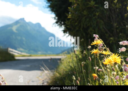 Wildblumen (cat's Ohr, Blase, Campion, Rotklee) auf der Seite von einem Pfad, mit Bergen im Hintergrund. Fulpmes, Österreich. Stockfoto