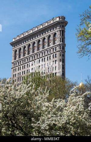 Frühling blühende Bäume im Madison Square Park Verbessern der historischen Flatiron Building, New York City, USA Stockfoto