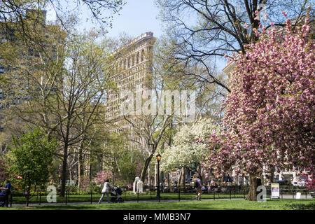 Frühling blühende Bäume im Madison Square Park Verbessern der historischen Flatiron Building, New York City, USA Stockfoto