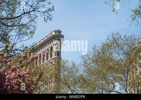 Frühling blühende Bäume im Madison Square Park Verbessern der historischen Flatiron Building, New York City, USA Stockfoto