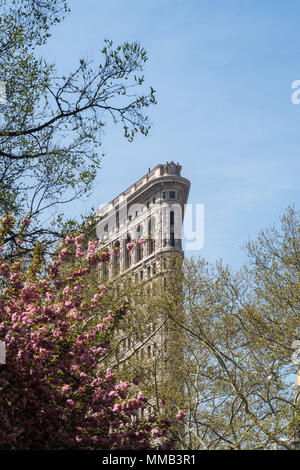 Frühling blühende Bäume im Madison Square Park Verbessern der historischen Flatiron Building, New York City, USA Stockfoto