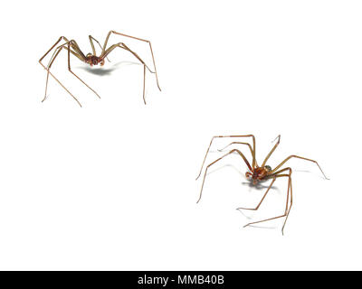 Loxosceles (Brown recluse, aranha - MARROM) Spinne auf weißem Hintergrund, Composite eines männlichen. Sorocaba, Brasilien. Stockfoto