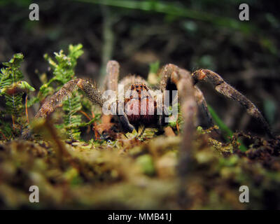 Frontale Makro einer brasilianischen wandering Spinne (Phoneutria), auch als armadeira oder Banane spider bekannt, auf einem Bemoosten Baumstamm. Stockfoto