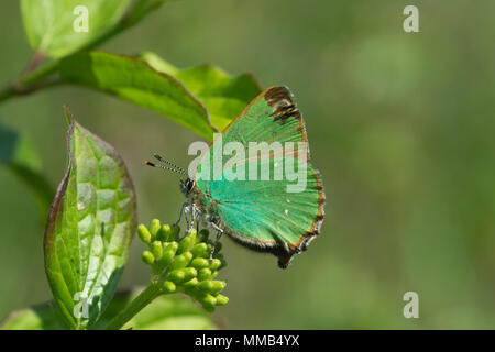 Green hairstreak Schmetterling (Callophrys Rubi) auf Hartriegel, Großbritannien Stockfoto