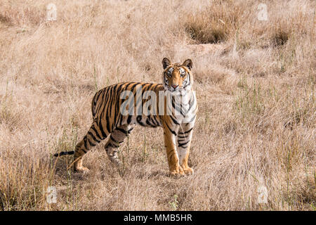 Zwei Jahre alten Bengal Tiger Cub, Panthera tigris Tigris, stehend in trockenem Gras Bandhavgarh Tiger Reserve, Madhya Pradesh, Indien Stockfoto