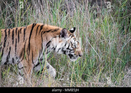 Zwei Jahre alten männlichen Bengal Tiger, Panthera tigris Tigris, Seitenansicht, Wandern im Bandhavgarh Tiger Reserve, Madhya Pradesh, Indien Stockfoto