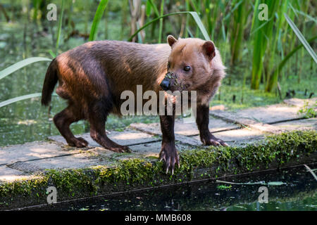 Bush Hund (Speothos venaticus) canid native nach Mittel- und Südamerika Stockfoto