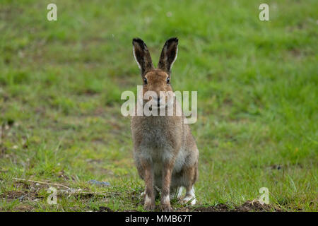 Irische Hase - rathlin Island Stockfoto