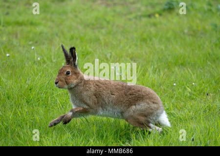 Irische Hase - rathlin Island Stockfoto