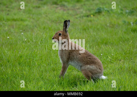 Irische Hase - rathlin Island Stockfoto