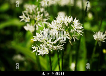 Bärlauch (Allium Ursinum) Blumen - Blumen & Blätter sind essbar Stockfoto