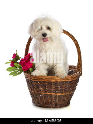 Schöne bichon auf weißem Hintergrund im Korb Stockfoto